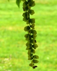 Pterocarya rhoifolia