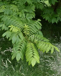 Pterocarya rhoifolia