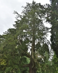 Sequoiadendron giganteum glauca