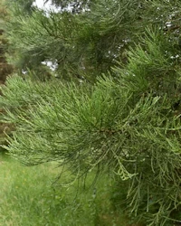Sequoiadendron giganteum glauca