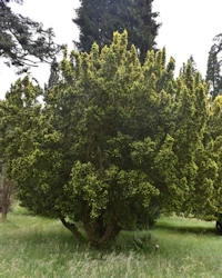 Taxus baccata fastigiata aurea