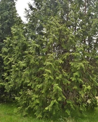 Thuja standishii