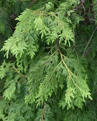 Thuja standishii