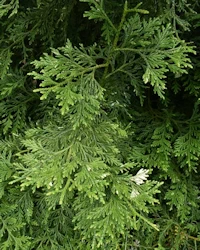 Thujopsis dolobrata