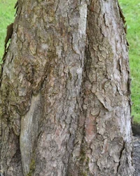 Tilia cordata
