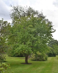Tilia cordata