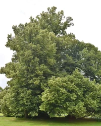 Tilia europaea