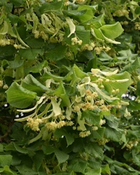 Tilia europaea
