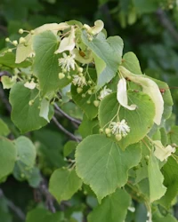 Tilia europaea