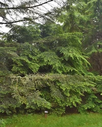 Tsuga diversifolia