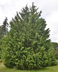 Xanthocyparis nootkatensis