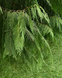 Chamaecyparis nootkatensis