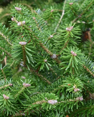 Abies koreana