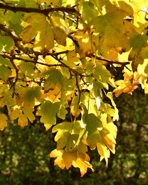 Acer campestre