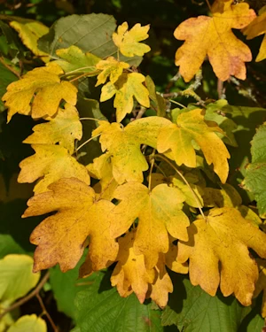 Acer campestre