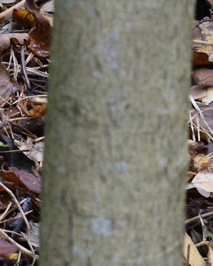 Acer cissifolium