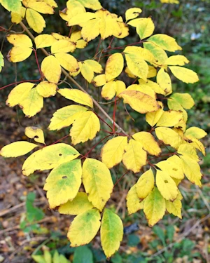 Acer cissifolium
