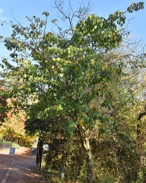 Acer davidii George Forrest