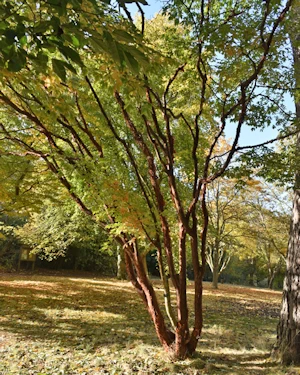 Acer griseum