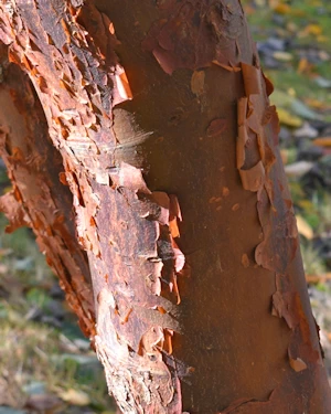 Acer griseum