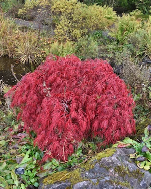Acer palmatum
