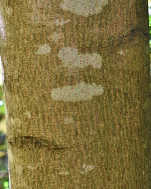 Acer platanoides Drummondii
