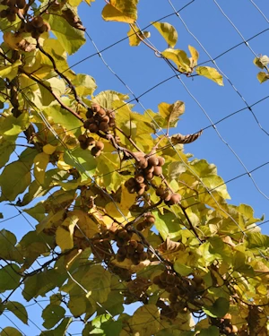 Actinidia deliciosa
