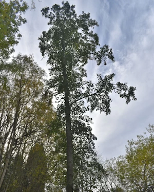 Alnus glutinosa