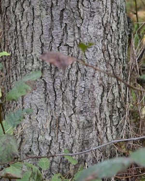Alnus glutinosa
