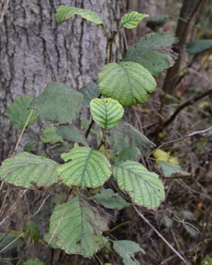 Alnus glutinosa
