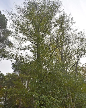 Alnus rubra