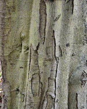 Red alder