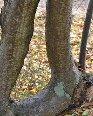 Alnus viridus sinuata