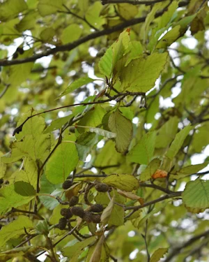 Alnus viridus sinuata