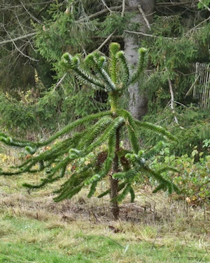 Araucaria araucana