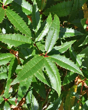 Berberis hypokerina