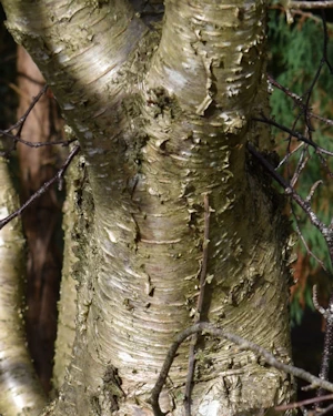 Betula Alleghaniensis