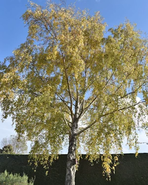 Betula pendula