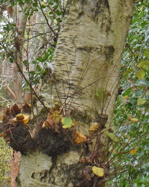 Betula pendula