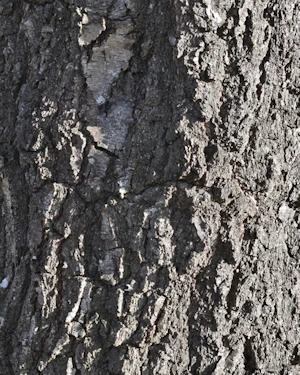 Betula pendula