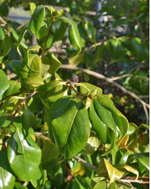 Camellia cuspidata