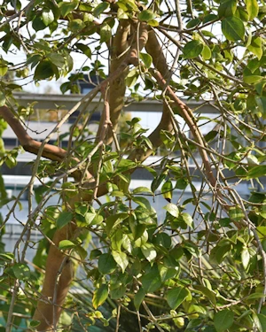 Camellia grijsii