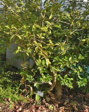 Camellia oleifera