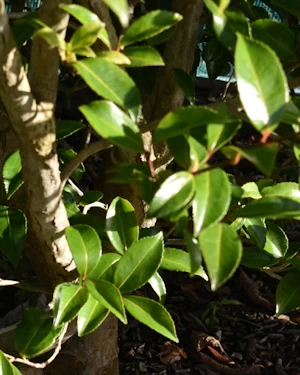 Camellia oleifera
