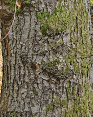 Castanea sativa