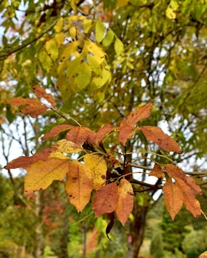 Castanea sativa