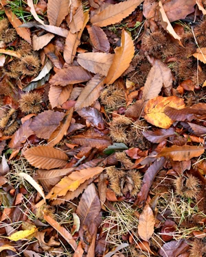 Castanea sativa
