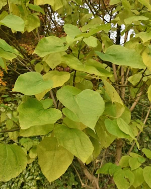 Catalpa speciosa