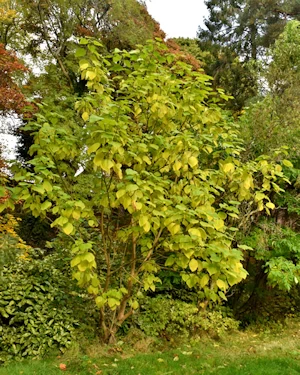 Catalpa speciosa