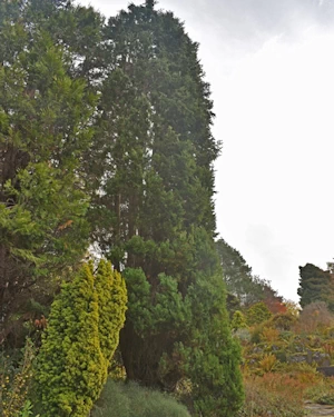 Chamaecyparis lawsoniana Kilmacurragh